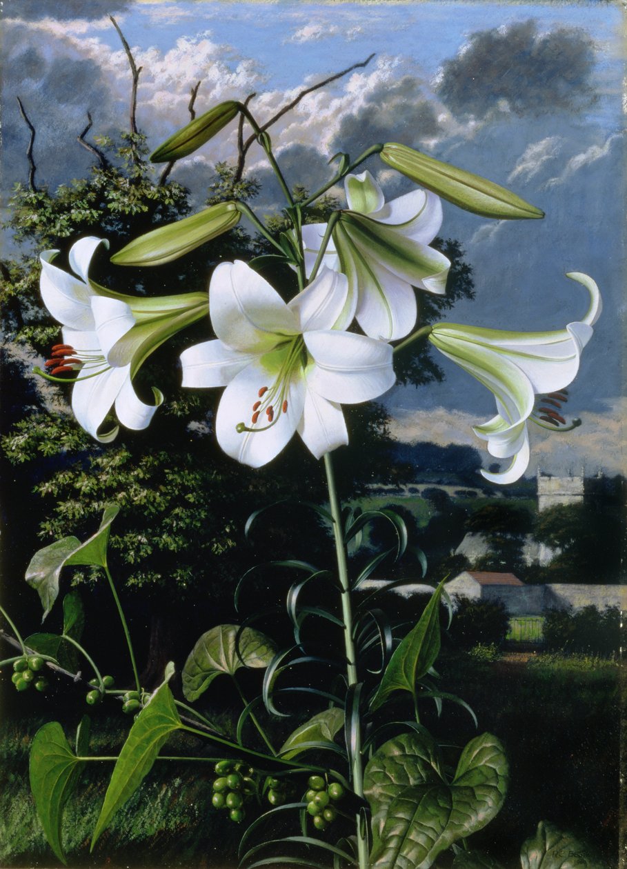 绿宝石百合花，约 1959 年（木板油画） 作者 雷蒙德·布斯