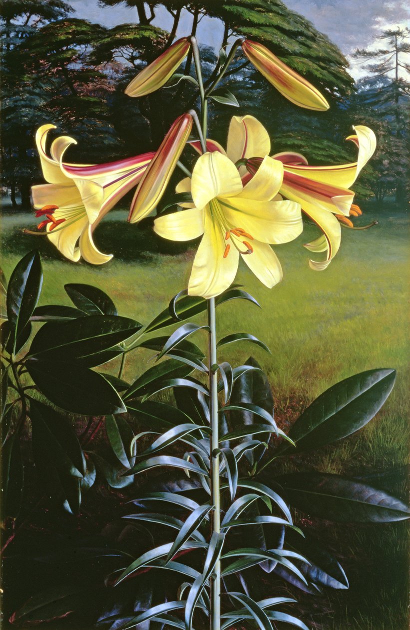 金钟罩百合 作者 雷蒙德·布斯
