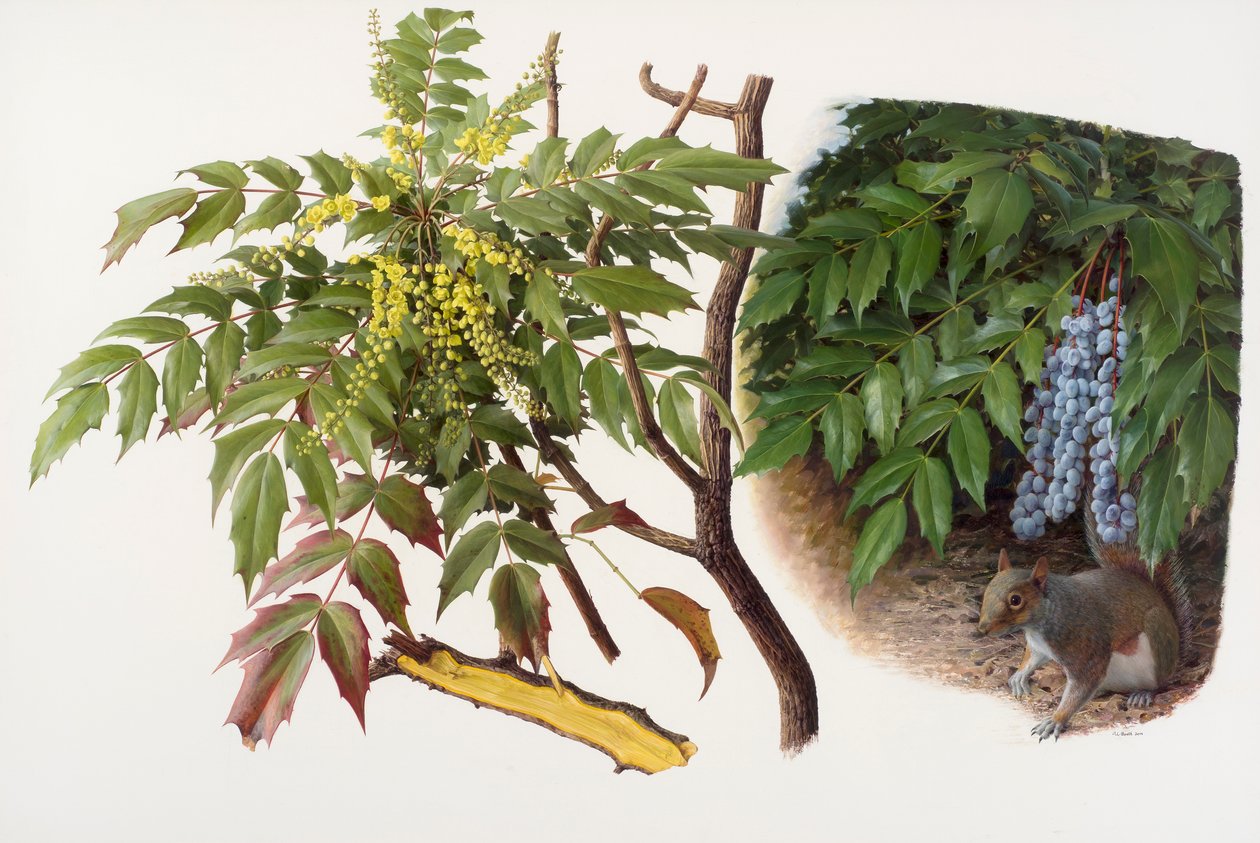 蜀葵，2008 年（纸本油画） 作者 雷蒙德·布斯