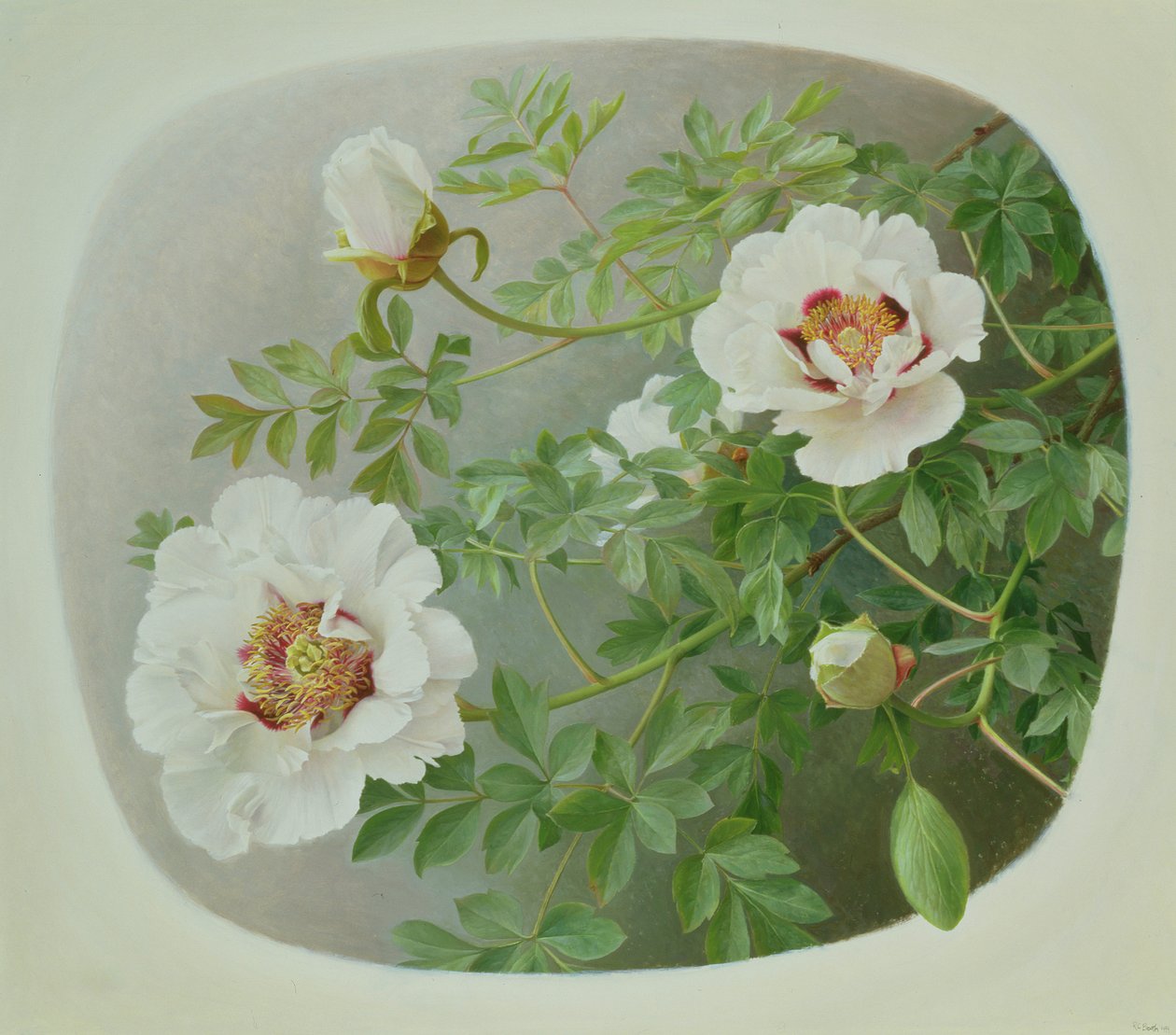 Paeonie Suffruticosa "岩石的形式 作者 雷蒙德·布斯
