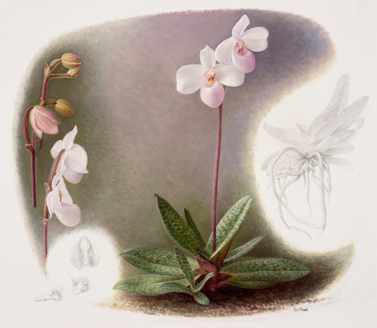Paphiopedilium delenatii（纸上油画） 作者 雷蒙德·布斯