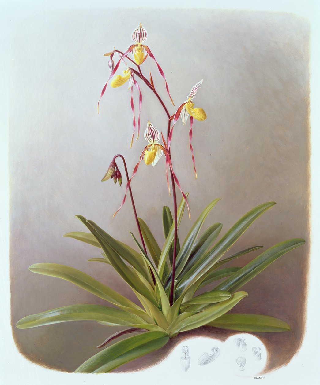 Paphiopedilum Philippinense 作者 雷蒙德·布斯