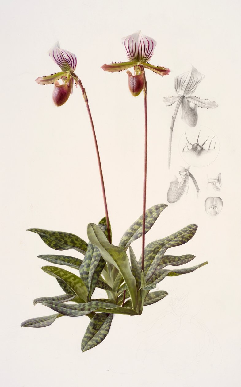 Paphiopedilum barbatum（纸上油画） 作者 雷蒙德·布斯