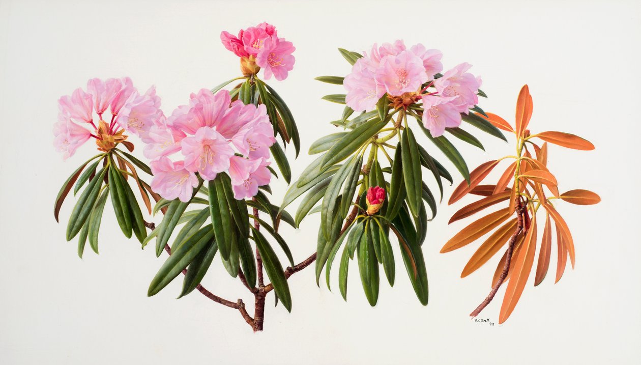 杜鹃花 作者 雷蒙德·布斯