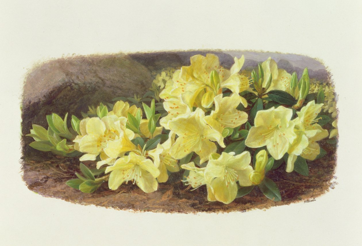 杜鹃花基斯基（纸面油画） 作者 雷蒙德·布斯
