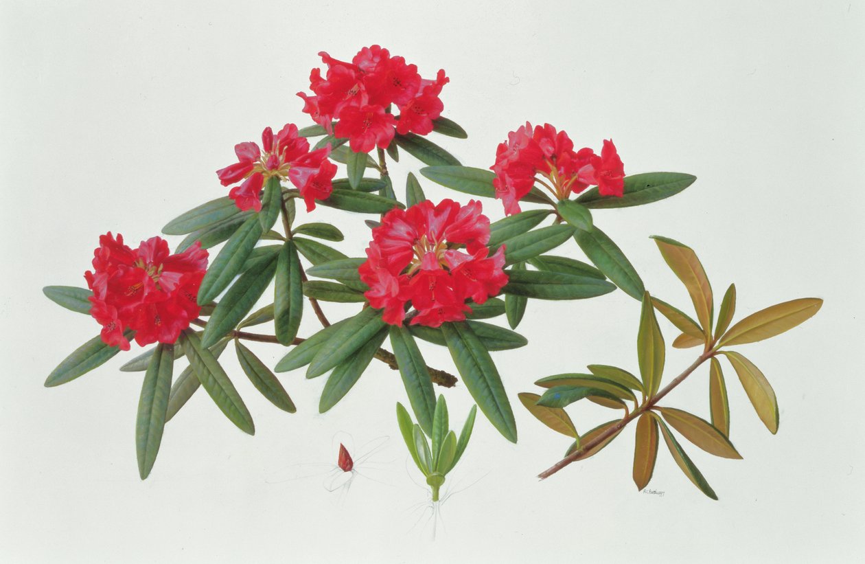 微型杜鹃花 作者 雷蒙德·布斯