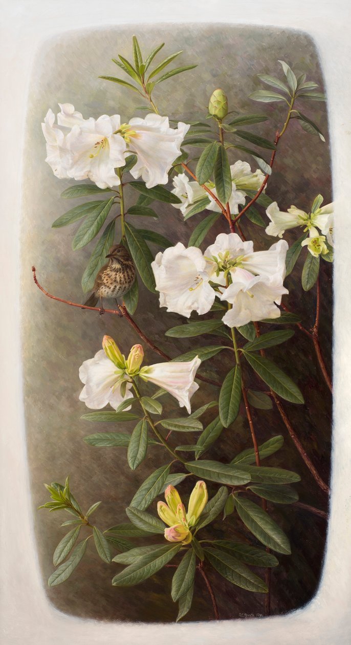 Rhodendron lindleyi 作者 雷蒙德·布斯
