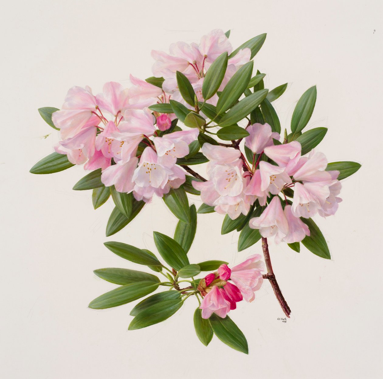 黄花杜鹃 作者 雷蒙德·布斯