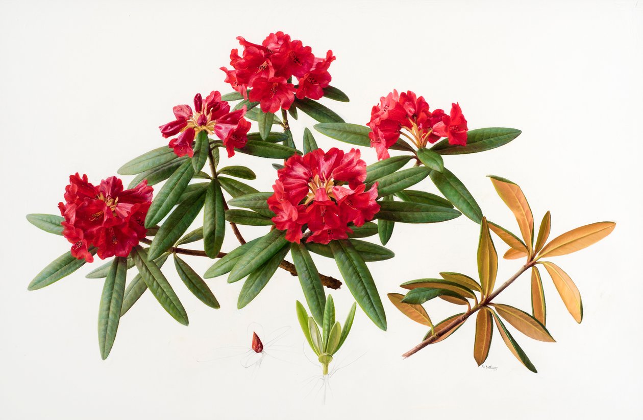 杜鹃花 作者 雷蒙德·布斯