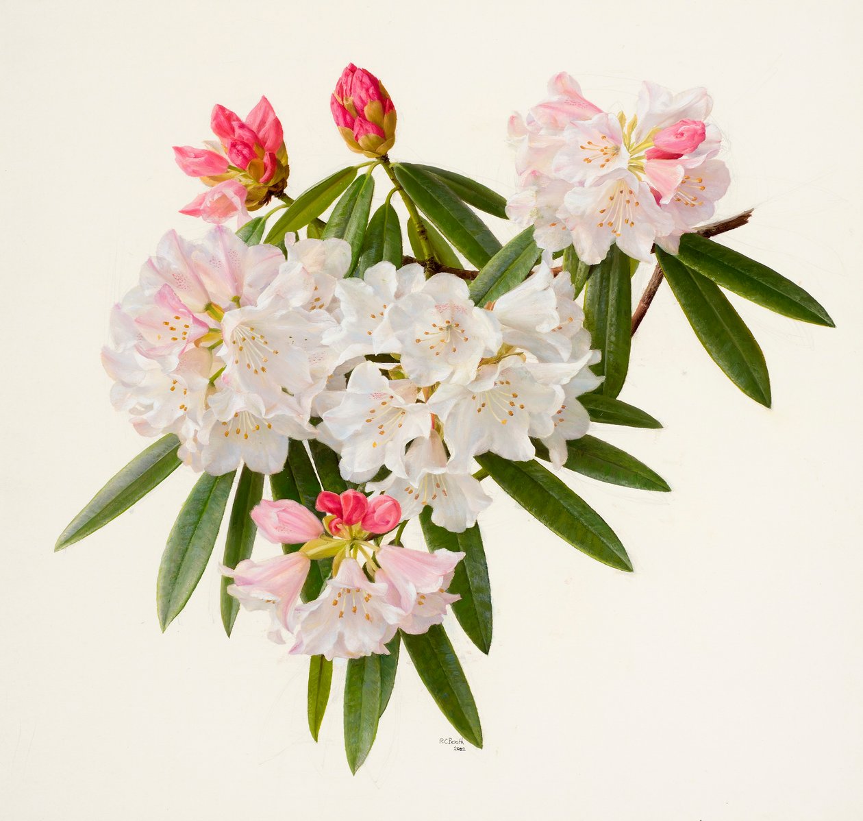 杜鹃花（纸面油画） 作者 雷蒙德·布斯