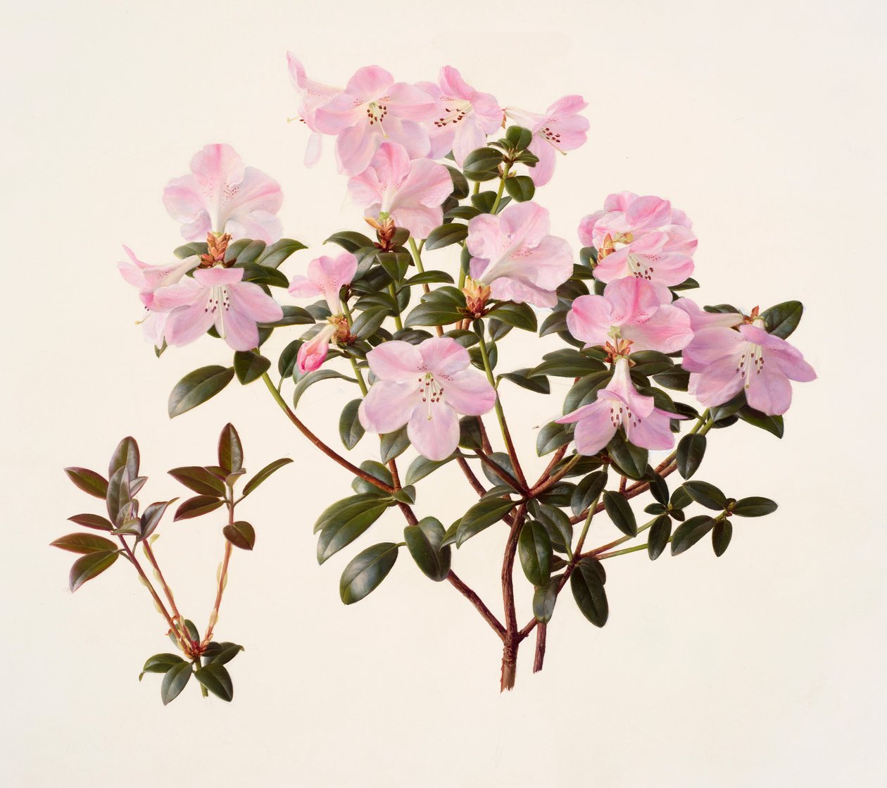 粉花杜鹃（纸本油画） 作者 雷蒙德·布斯