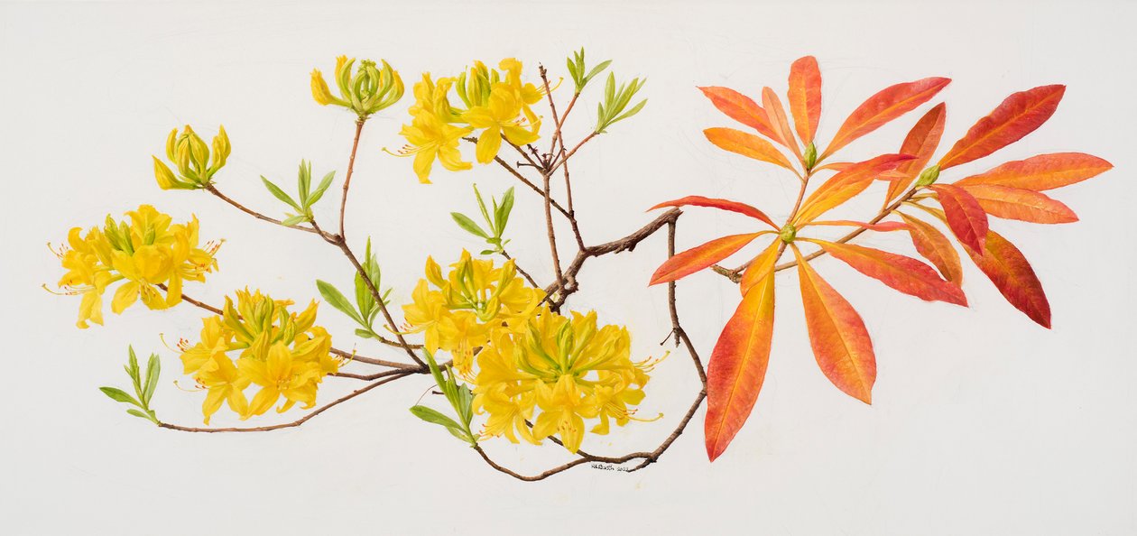 杜鹃花（纸面油画） 作者 雷蒙德·布斯