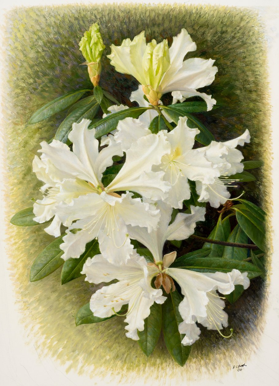 杜鹃花，2004 年（纸面油画） 作者 雷蒙德·布斯