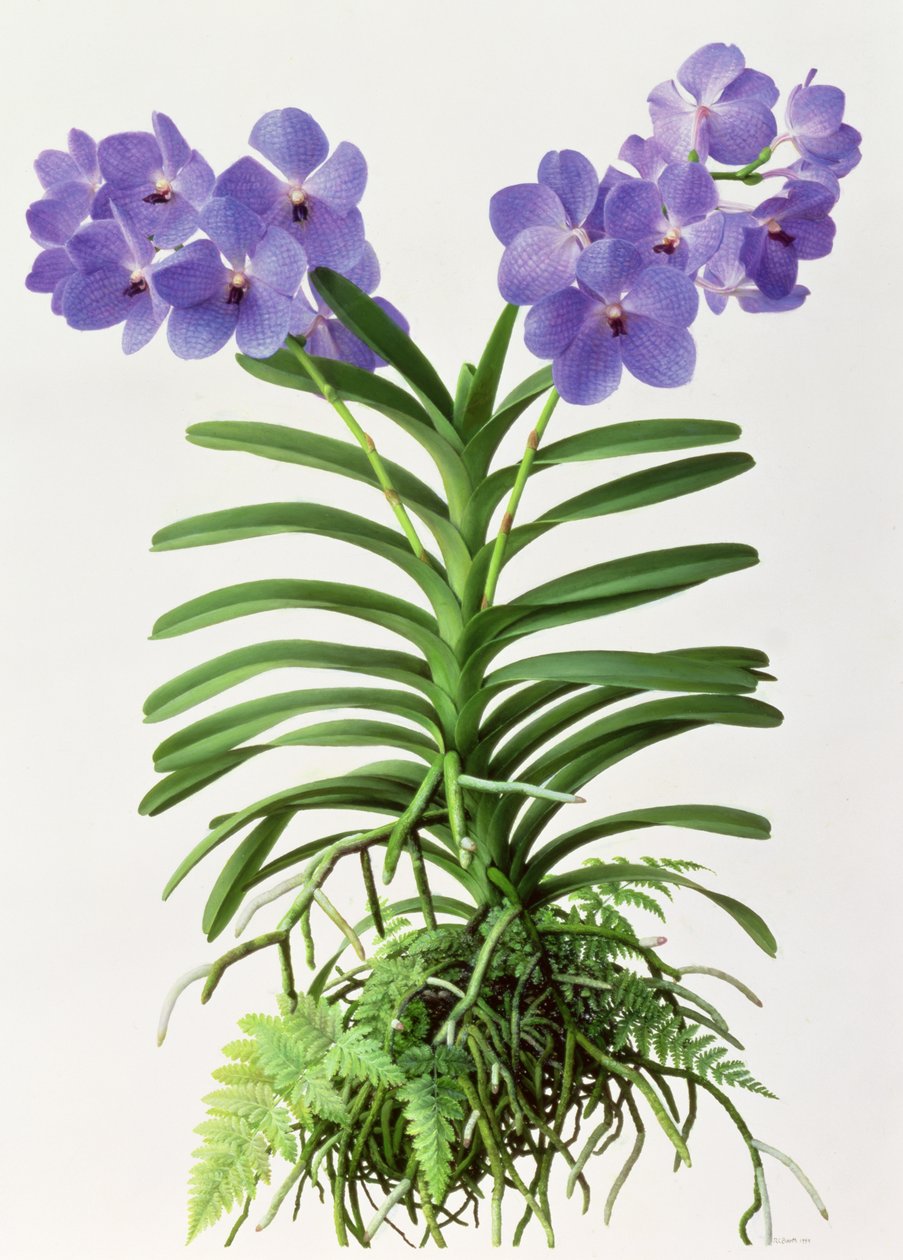 Vanda Rothschildiana 作者 雷蒙德·布斯
