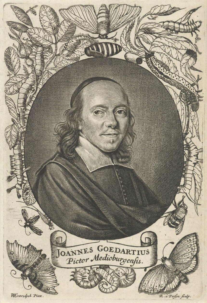 Johannes Goedaert（1617-1668）或米德尔堡 作者 雷尼尔·范·佩西恩