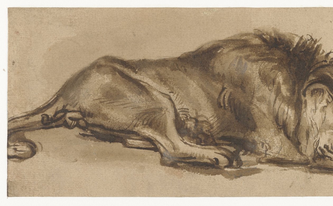 狮子睡觉的研究 作者 Rembrandt van Rijn（复制后）