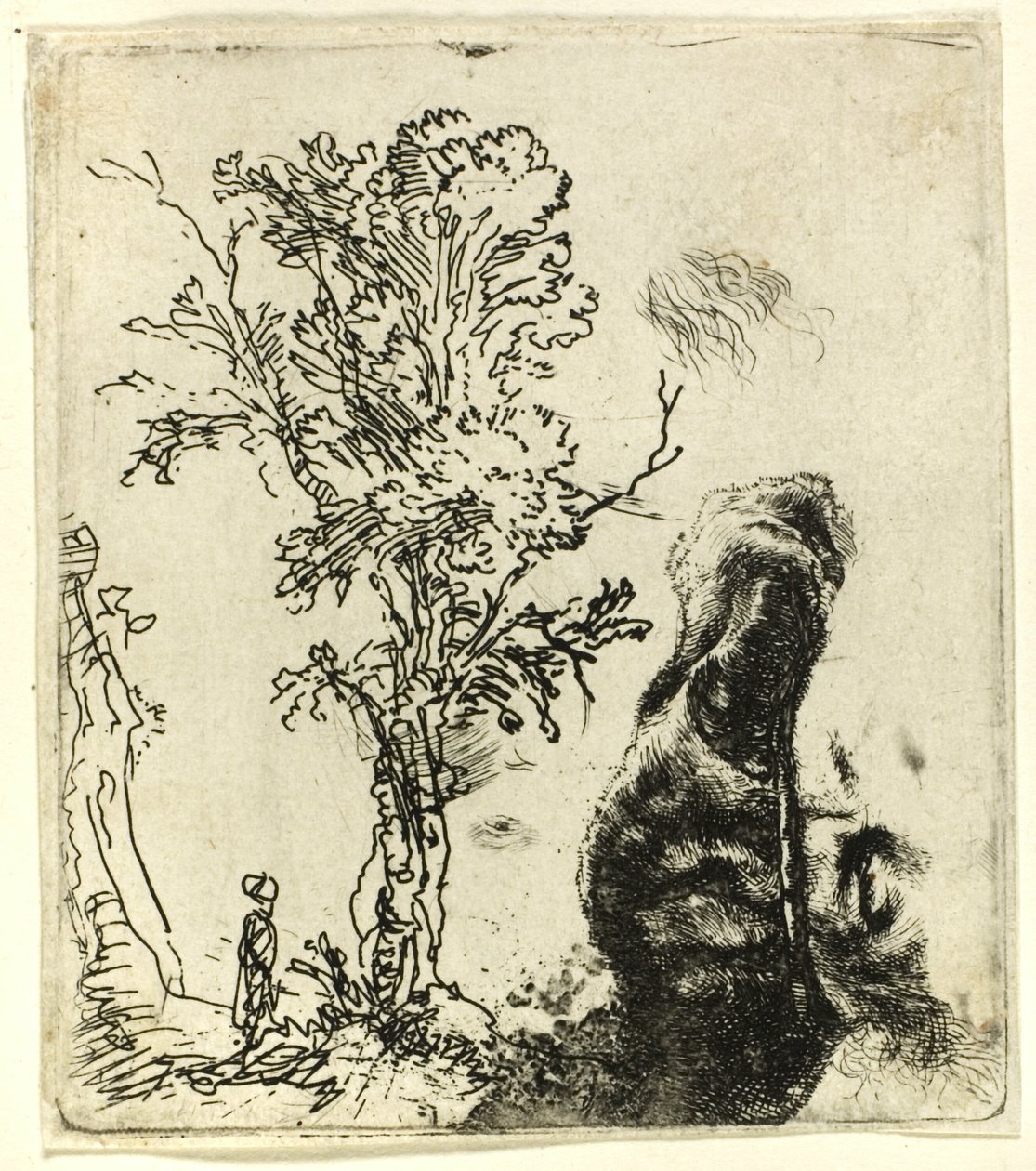 附有两幅研究作品的画布：一棵树和戴着天鹅绒帽子的艺术家的头部上半部分 作者 伦勃朗·范·赖恩