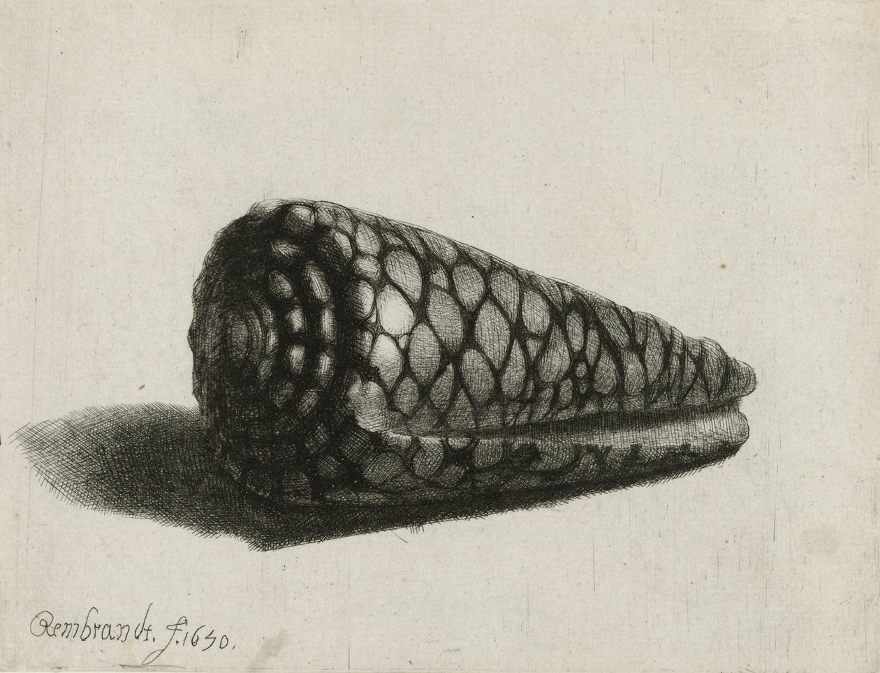 壳牌（Conus marmoreus），1650 作者 伦勃朗·范·赖恩