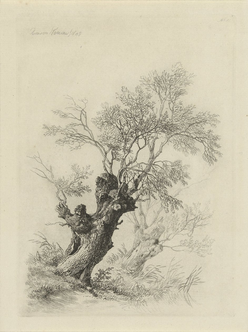 柳树 作者 雷米纽斯·阿德里安·哈南（Remigius Adrianus Haanen）
