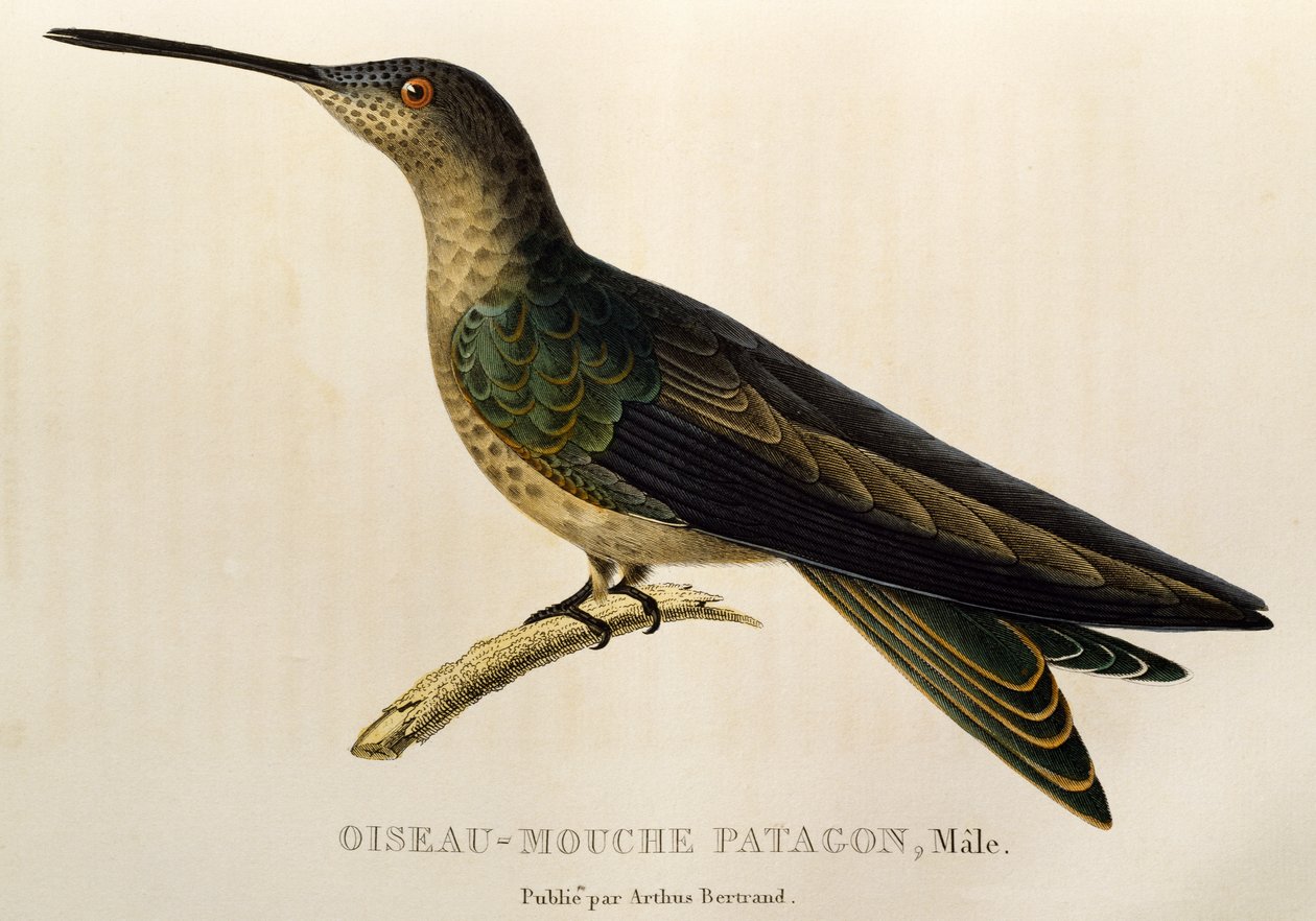 巨型蜂鸟（Patagona gigas），《Les trochilidees ou les colibris et les oiseaux-mouches》中的雕刻 作者 Rene Primevere 课程