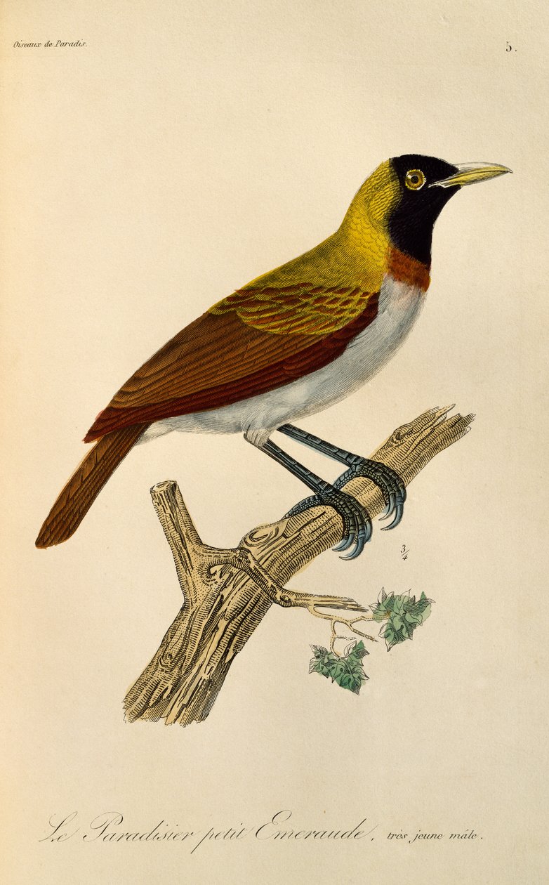 小天堂鸟（Paradisaea minor）幼年雄鸟，雕刻选自《天堂鸟和小天堂鸟自然史》（Histoire naturelle des oiseaux de paradis et des epimagues）。 作者 Rene Primevere 课程