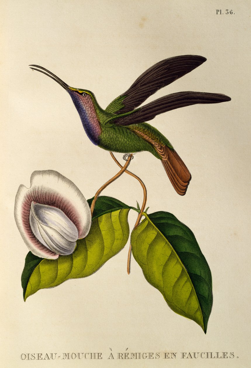 箭鱼（Campylopterus falcatus），《Les trochilidees ou les colibris et les oiseaux-mouches》中的版画 作者 Rene Primevere 课程