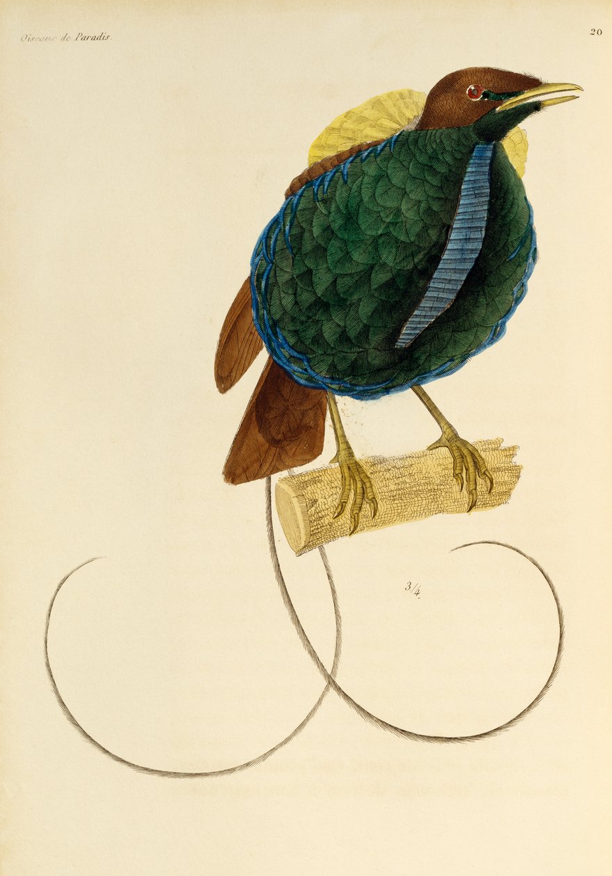 雄性壮丽天堂鸟（Cicinnurus magnificus），雕刻选自《天堂鸟和小鸟自然史》（Histoire naturelle des oiseaux de paradis et des epimagues 作者 Rene Primevere 课程