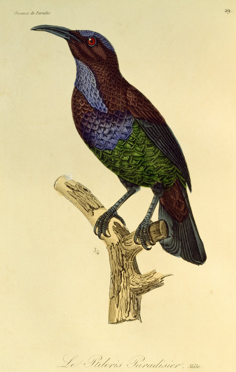 雄性天堂裂腹鸟（Ptiloris paradiseus），雕刻选自《天堂鸟和雌鸟自然史》（Histoire naturelle des oiseaux de paradis et des epimagues 作者 Rene Primevere 课程