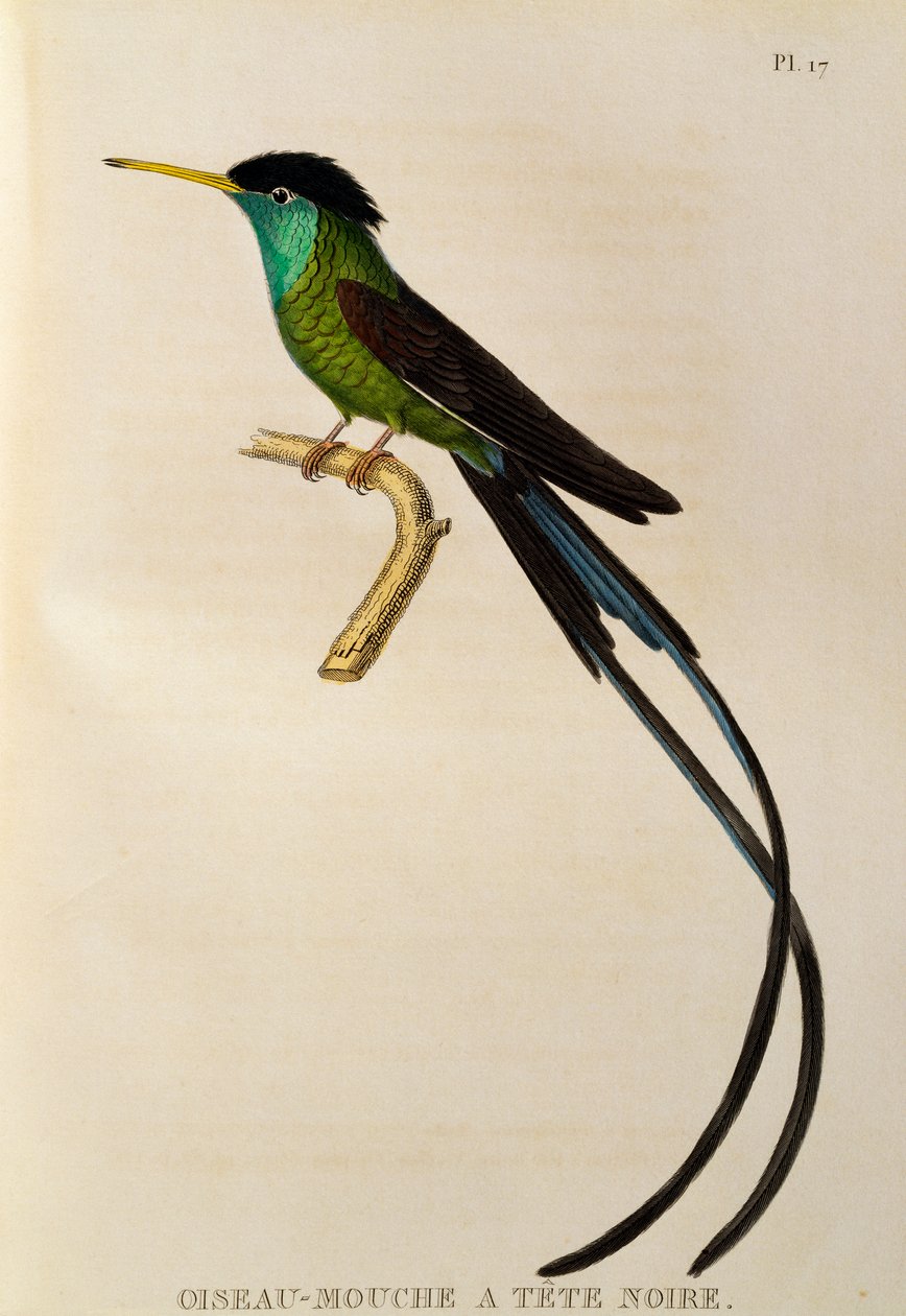 红嘴溪尾（Trochilus polytmus），《Les trochilidees ou les colibris et les oiseaux-mouches》中的版画 作者 Rene Primevere 课程