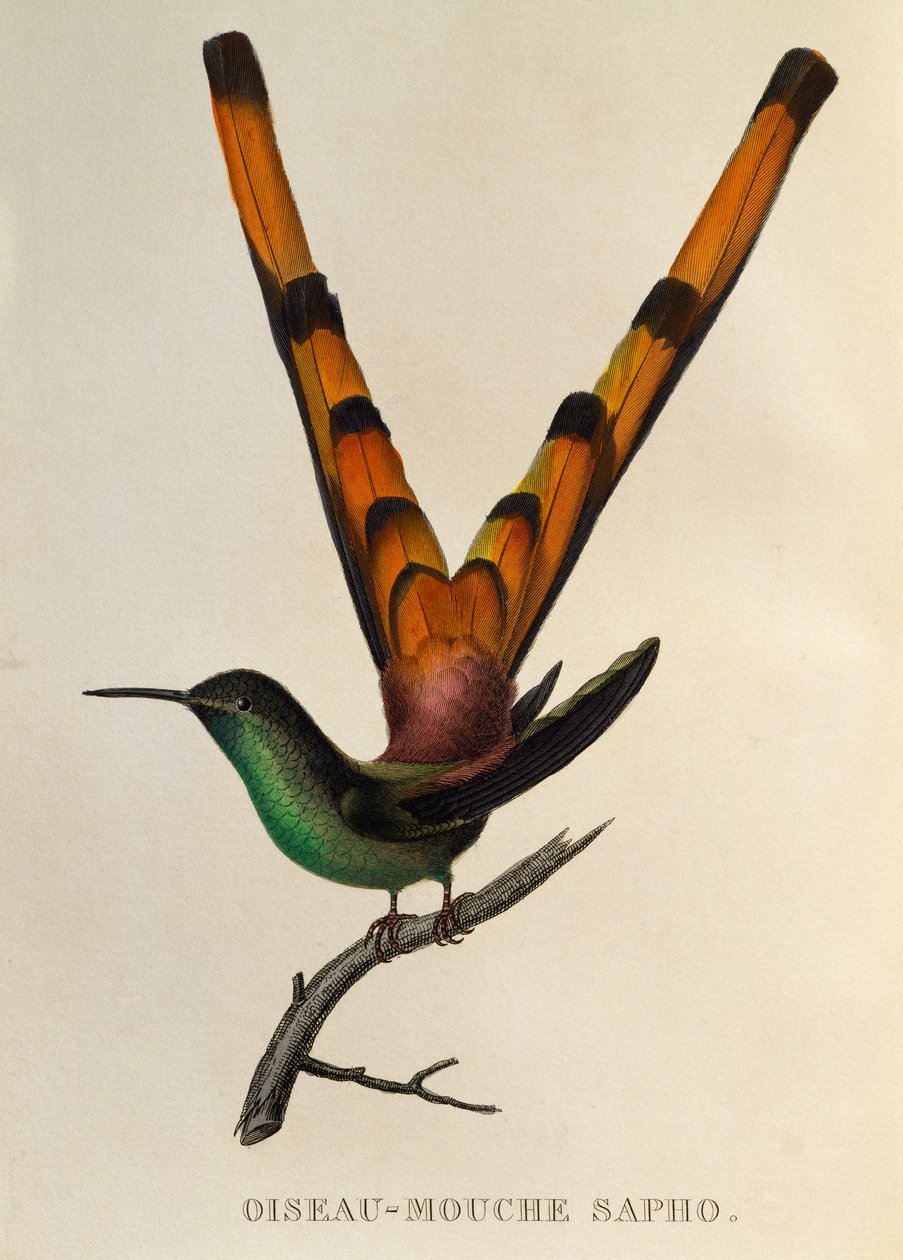 红尾彗星 (Sappho sparganurus)，雕刻自 Trochilideae 或蜂鸟和蜂鸟 作者 Rene Primevere 课程