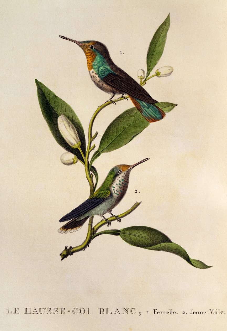红宝石黄玉蜂鸟雌性和年轻雄性（Chrysolampis mosquitus），雕刻自 Trochilideae 或蜂鸟和蜂鸟 作者 Rene Primevere 课程