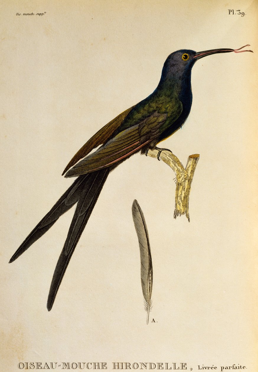 燕尾蜂鸟（Eupetomena macroura），《Les trochilidees ou les colibris et les oiseaux-mouches》中的版画 作者 Rene Primevere 课程