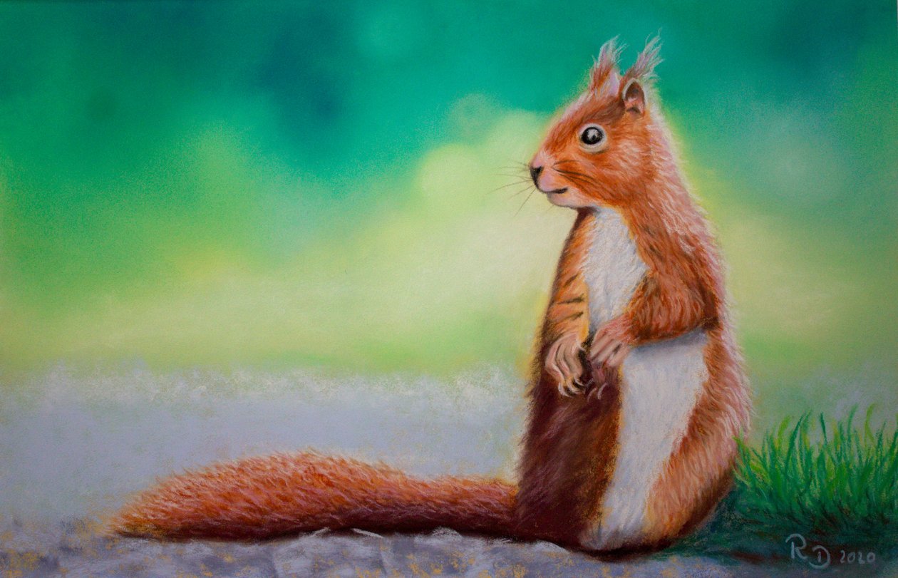 松鼠 作者 Renate Dohr