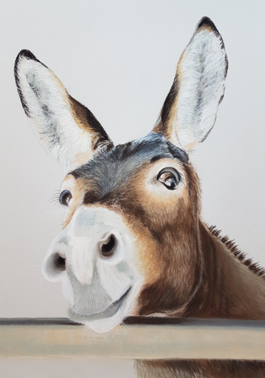 顽皮的驴 作者 Renate Dohr