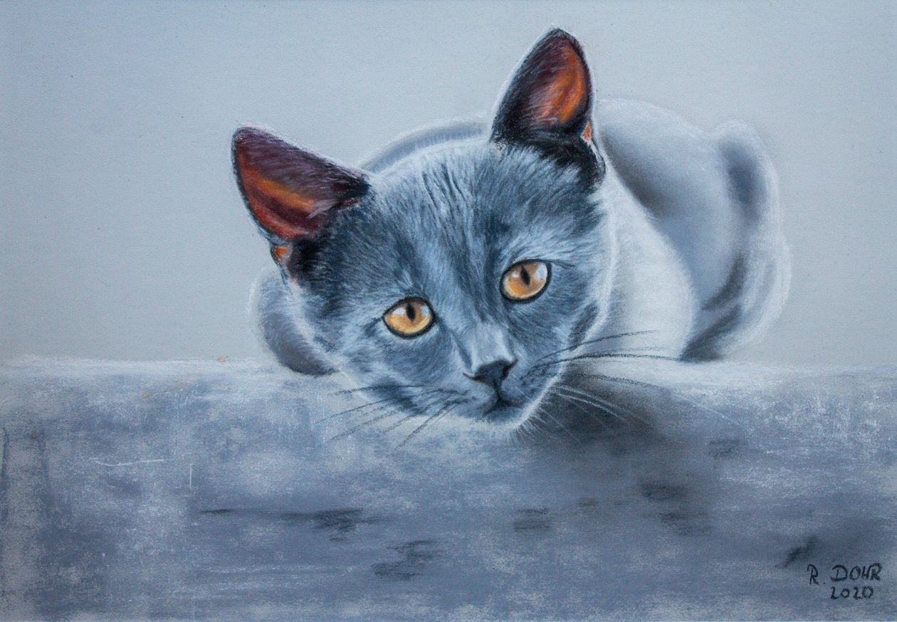 灰猫 作者 Renate Dohr
