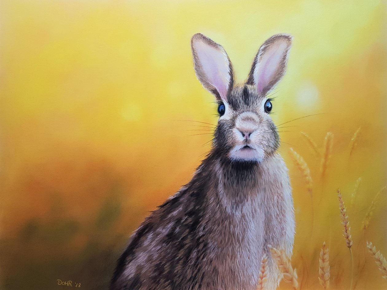 哈斯勒 作者 Renate Dohr