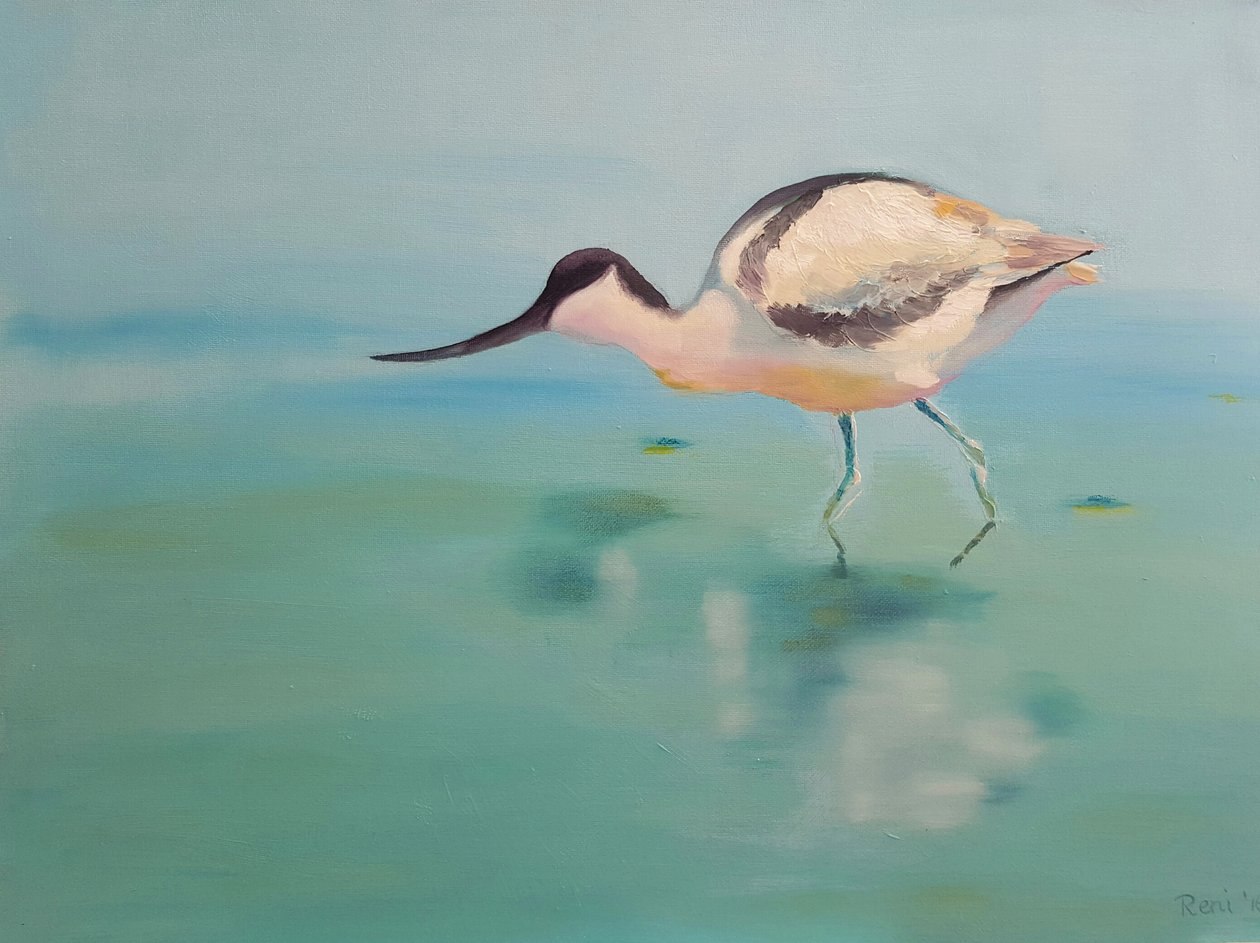 长嘴鸟 作者 Renate Dohr