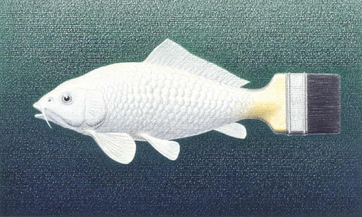 刷子鱼》，2003 年，纸上彩色铅笔画 作者 勒内·博安