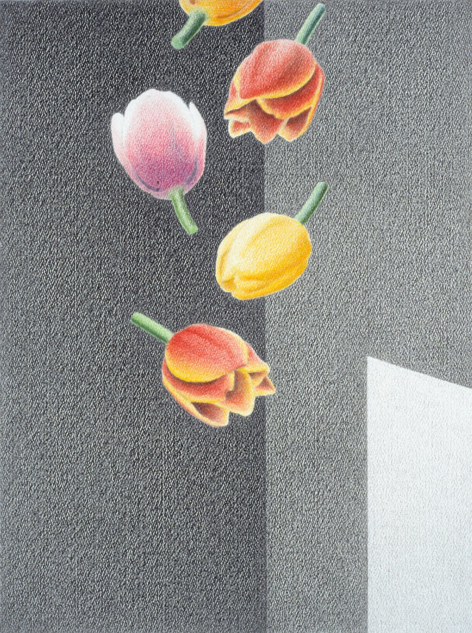 郁金香 作者 勒内·博安