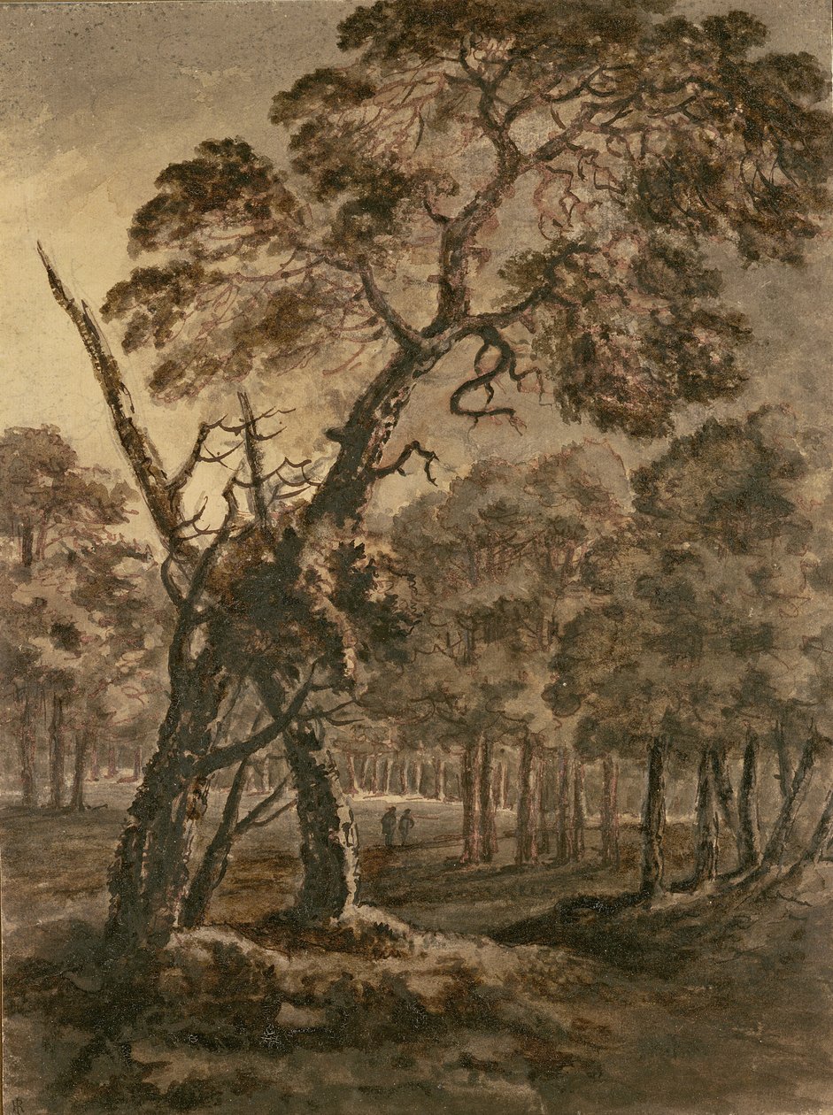 森林场景，巨型苏格兰冷杉和森林林地，1771年（笔和墨水和纸上洗） 作者 威廉·吉尔平牧师