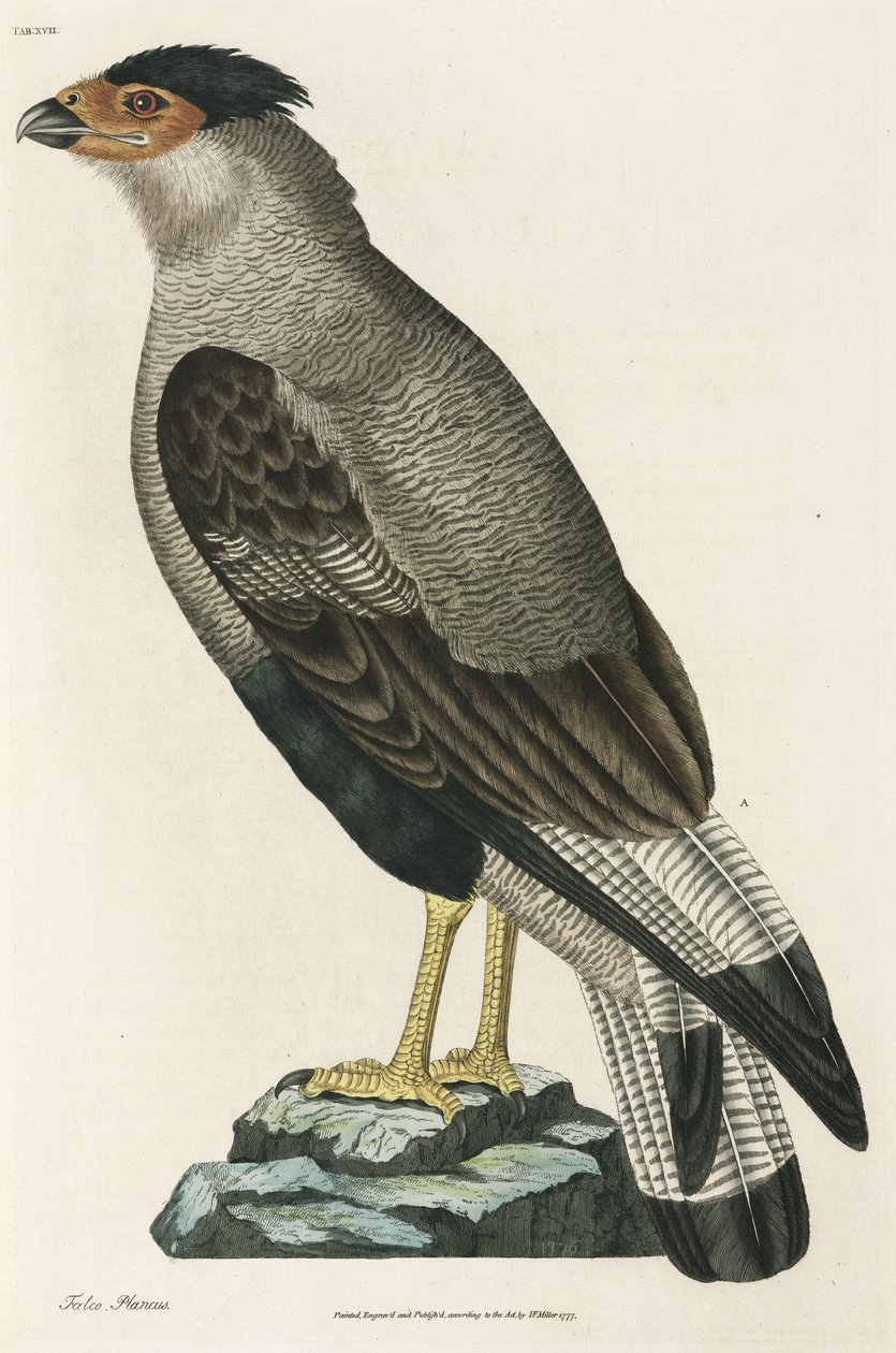 凤头鹦鹉（Crested Caracara） 作者 理查德（后）爸爸