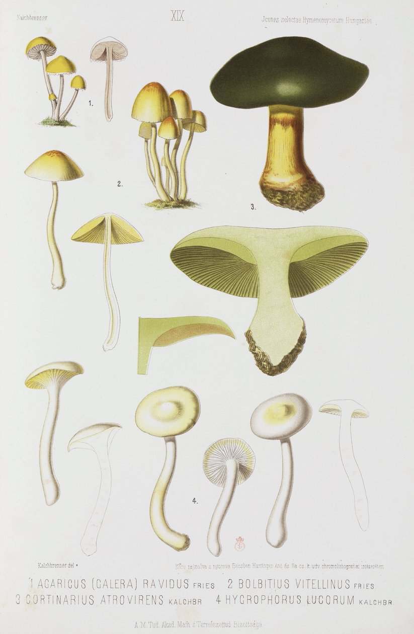 四种类型的蘑菇，约1874年 作者 理查德（后）爸爸
