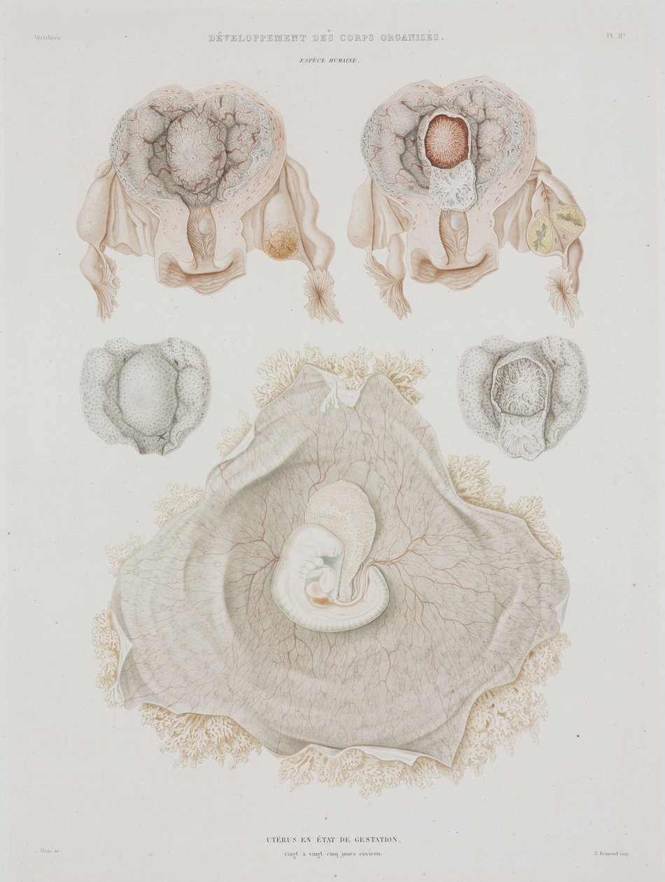 妇科 人体子宫与胚胎，约1847-1859年 作者 理查德（后）爸爸