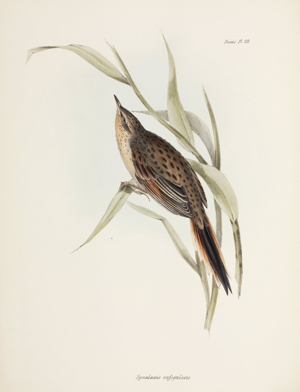 刺尾，南美，约1832-1836年 作者 理查德（后）爸爸