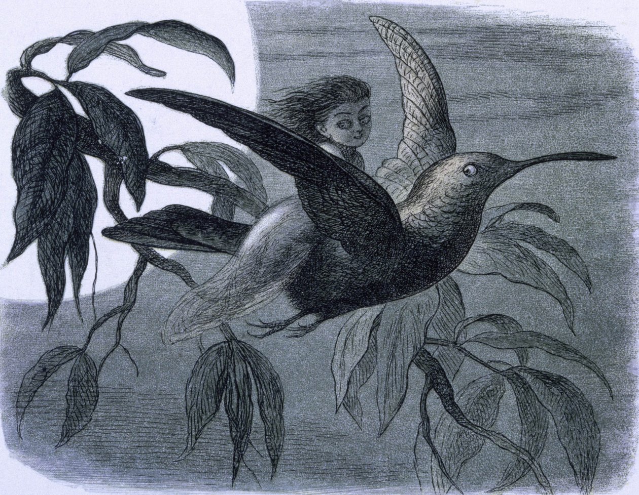 Une fee (ou une nymphe) a cheval sur un oiseau mouche.插图出处：《童话世界。来自精灵世界的系列图片" de Richard Doyle 作者 理查德·道尔
