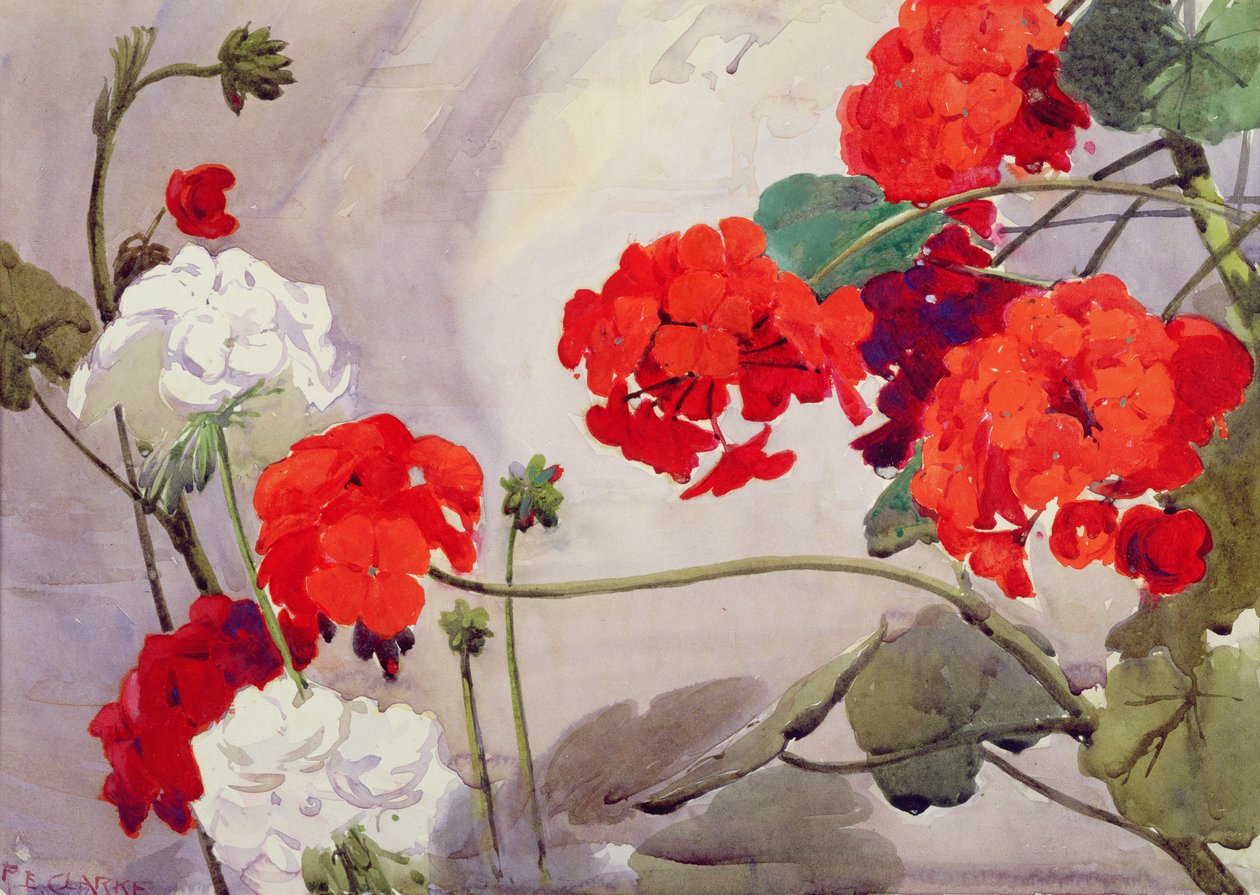 红白天竺葵（水彩画） 作者 理查德·克拉克