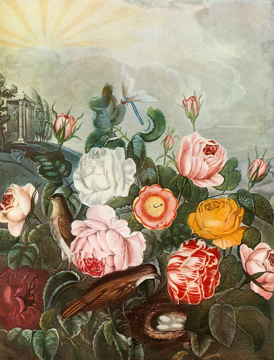 玫瑰，c1805，1948年。 作者 理查德·厄洛姆（Richard Earlom）