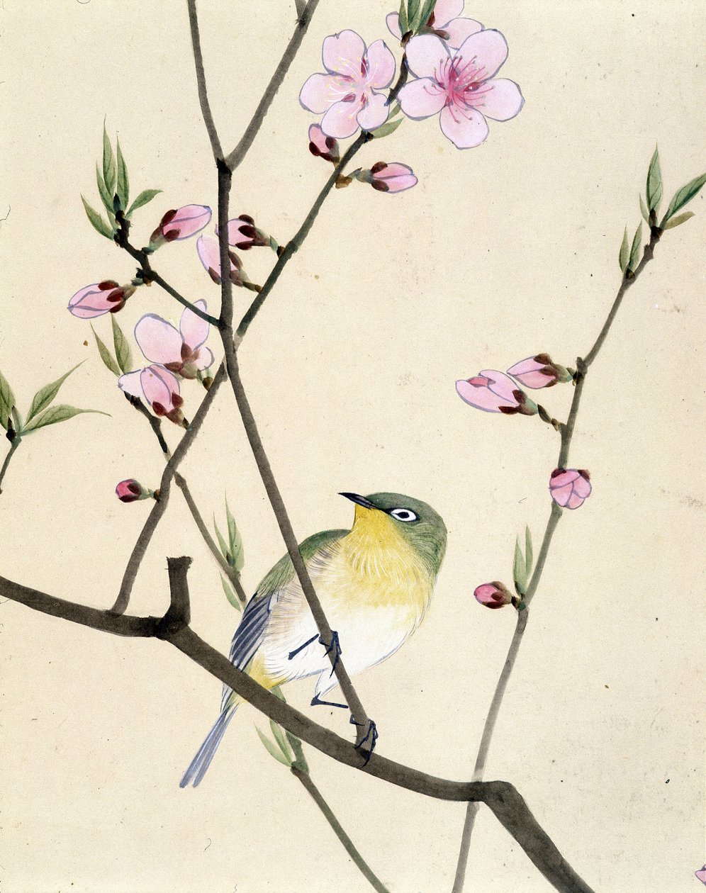 鸟 - Riou Chim 的日本绘画，十九世纪末 作者 刘钦