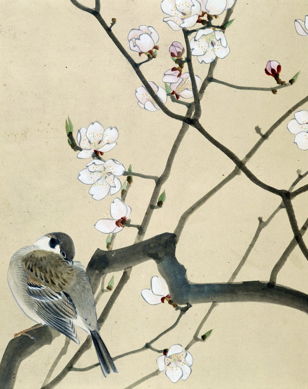 鸟 - Riou Chim 的日本绘画，十九世纪末 作者 刘钦