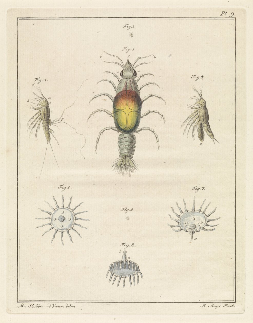 各种海洋生物 作者 罗伯特·迈斯